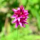 Bulbi Ixia Mabel plantare toamna ixia yellow emperor galben