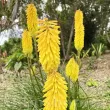 bulbi kniphofia minister verschuur plantare gradina 110x110