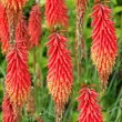 bulbi kniphofia nancy red flori gradina 110x110