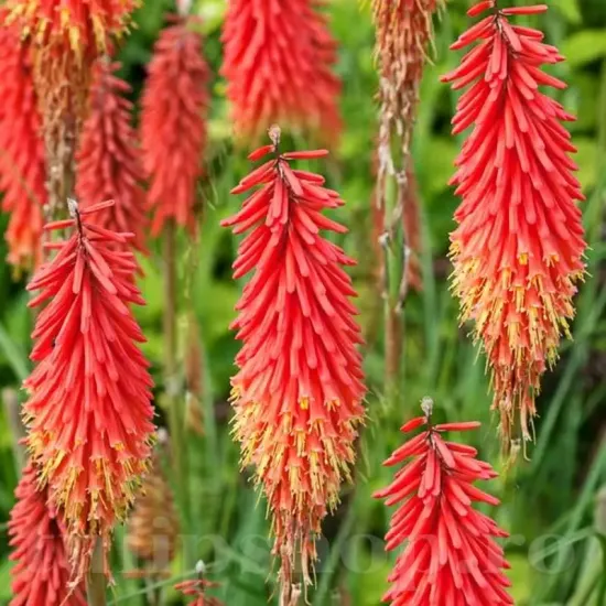 bulbi kniphofia nancy red flori gradina