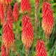 bulbi kniphofia nancy red flori gradina