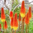 bulbi kniphofia royal standard flori perene 110x110