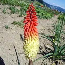 Bulbi Kniphofia Royal Standard (Crin Faclie)