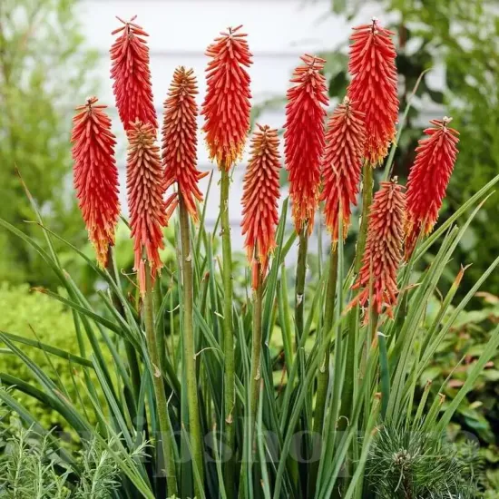 floare kniphofia nancys red perena rezistenta