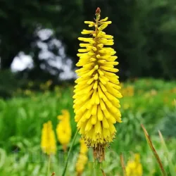 Bulbi Kniphofia Minister Verschuur (Crin Faclie)