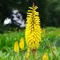 Bulbi Kniphofia Minister Verschuur (Crin Faclie)