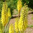 kniphofia minister verschuur crin faclie galben 110x110