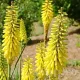 kniphofia minister verschuur crin faclie galben