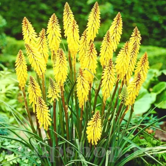 kniphofia minister verschuur rezistenta ger