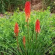 kniphofia nancys red crin faclie rosu 110x110