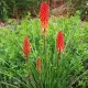 kniphofia nancys red crin faclie rosu