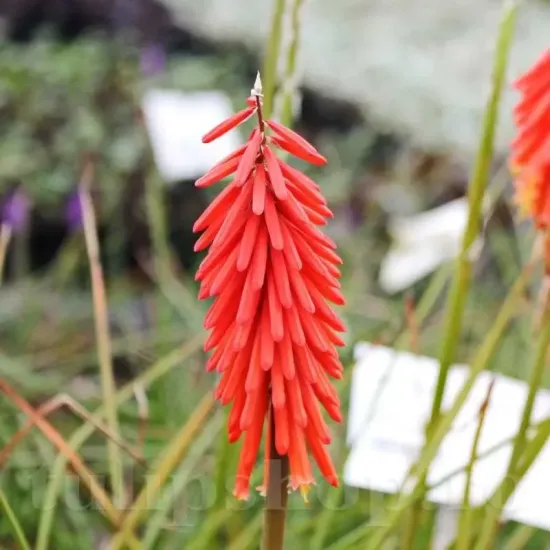 kniphofia nancys red tritoma rosu intens