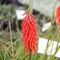 Bulbi Kniphofia Nancy Red (Crin Faclie)