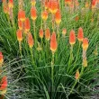 kniphofia royal standard crin faclie rosu galben 110x110