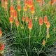 kniphofia royal standard crin faclie rosu galben