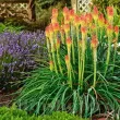 kniphofia royal standard rizomi plantare primavara 110x110