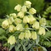 Bulbi Lalea Imperiala Palidiflora (Fritillaria)