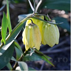 Bulbi Lalea Imperiala Palidiflora (Fritillaria)