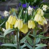 Bulbi Lalea Imperiala Palidiflora (Fritillaria)