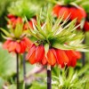 Bulbi Lalea Imperiala Rubra Maxima (Fritillaria)