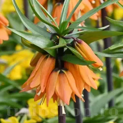 Bulbi Lalea Imperiala Early Dream (Fritillaria)