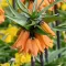Bulbi Lalea Imperiala Early Dream (Fritillaria)