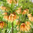 Bulbi Lalea Imperiala Early Fantasy (Fritillaria) bulbi de toamna lalea imperiala early fantasy premium 110x110