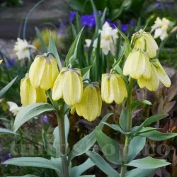 Bulbi Lalea Imperiala Palidiflora (Fritillaria)