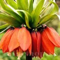 Bulbi Lalea Imperiala Aurora (Fritillaria)