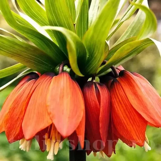 bulbi fritillaria aurora plantare gradina