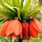 Bulbi Lalea Imperiala Aurora (Fritillaria)