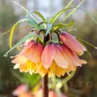 Bulbi Lalea Imperiala Early Fantasy (Fritillaria) bulbi fritillaria early fantasy plantare toamna gradina 110x110