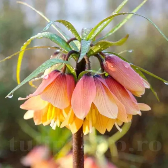 Bulbi Lalea Imperiala Early Fantasy (Fritillaria) bulbi fritillaria early fantasy plantare toamna gradina