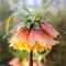 Bulbi Lalea Imperiala Early Fantasy (Fritillaria)