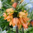 Bulbi Lalea Imperiala Early Fantasy (Fritillaria) bulbi fritillaria imperialis early fantasy lalea imperiala tulipshop 110x110