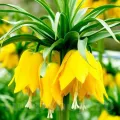 Bulbi Lalea Imperiala Lutea (Fritillaria)