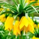bulbi fritillaria lutea gradina