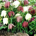Bulbi Lalea Imperiala Meleagris (Fritillaria)