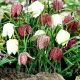 Bulbi Lalea Imperiala Meleagris (Fritillaria) bulbi fritillaria meleagris gradina