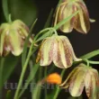 bulbi fritillaria olivieri coroana imperiala inflorire primavara 110x110