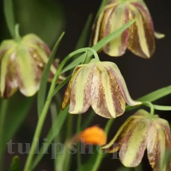 bulbi fritillaria olivieri coroana imperiala inflorire primavara