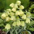 Bulbi Lalea Imperiala Palidiflora (Fritillaria) bulbi fritillaria palidiflora lalea imperiala tulipshop 110x110