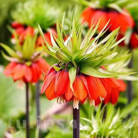 bulbi fritillaria rubra maxima gradina