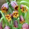 Bulbi Lalea Imperiala Uva Vulpis (Fritillaria)