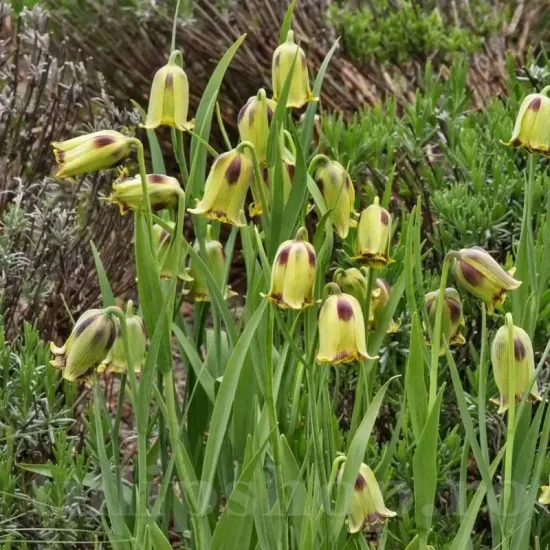 bulbi lalea imperiala acmopetala