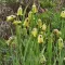 Bulbi Lalea Imperiala Acmopetala (Fritillaria)