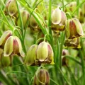 Bulbi Lalea Imperiala Acmopetala (Fritillaria)