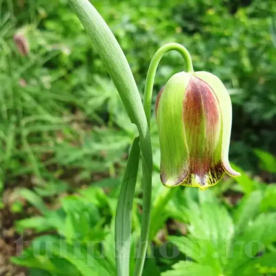 bulbi lalea imperiala acmopetala3