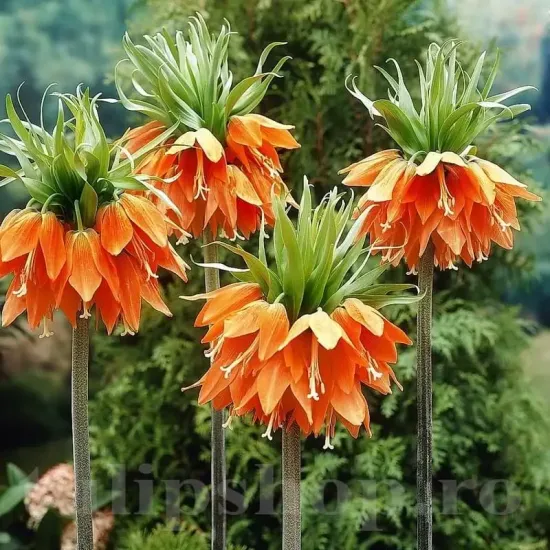 bulbi lalea imperiala aurora