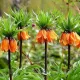 bulbi lalea imperiala aurora3